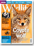 BBC July 2013 -- coyotes
